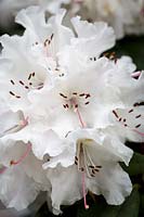 Rhododendron 'Rosa Mundi'