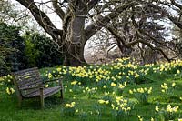 Narcissus - Daffodils in spring time at Kew Gardens, London, UK