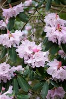 Rhododendron oreodoxa v. fargesii