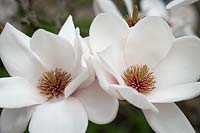 Magnolia 'Milky Way'