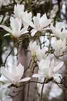 Magnolia x soulangeana 'Amabilis'