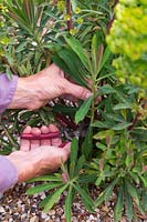 Taking cuttings from Euphorbia x martinii