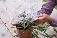 Placing small plastic bag over Euphorbia x martinii cuttings to insulate