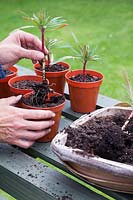 Planting individual rooted cuttings of Euphorbia x martinii into seperate containers