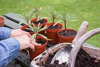 Planting individual rooted cuttings of Euphorbia x martinii into seperate containers