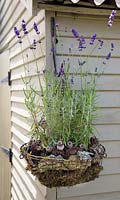 Insect hanging basket with Lavendula, Moss, Bark, Seed heads, Pine cones and Twigs