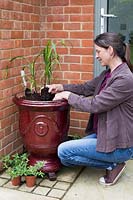 Woman planting up a french glazed red container with Calibrachoa 'Cabaret Bright Red' and Ornamental Millet F1 'Purple Majesty'