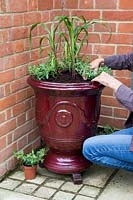 Woman planting up a french glazed red container with Calibrachoa 'Cabaret Bright Red' and Ornamental Millet F1 'Purple Majesty'