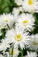 Leucanthemum x superbum 'Phyllis Smith' - Shasta daisy