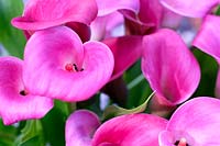 Zantedeschia 'Captain Samba' - pink calla lily
