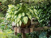 A large potted hosta is displayed at eye level.  Under the pot are rabbit models for added children interest.