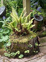 An old hollowed out log is used as a fern planter and gives a naturalistic rustic feel