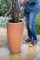 Woman watering newly planted tall planter with Phormium 'Bronze Baby'