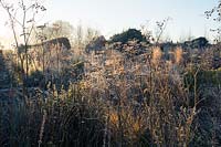 Seed heads of fennel, and other herbaceous plants are laced with frost