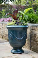 Planting glazed french pot with Ensete 'Maurelii', Musa basjoo, Ipomoea 'Bright Ideas Black', Helichrysum Gold and Lobelia 'Compact Dark Blue'