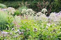 Eupatorium maculatum 'Bartered Bride' - Joe pye Weed