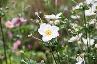 Anemone x hybrida 'Coupe d'Argent' flowering in August - Japanese Anemone