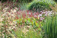 Persicaria amplexicaulis 'Firedance', Sanguisorba tenuifolia 'Bordeaux', Phlox 'Utopia' with mixed ornamental grasses flowering in a border