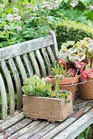 Succulents in a wooden box on the garden bench