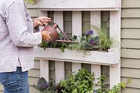 Woman watering freshly planted pallet planter