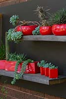 A display of cactus and succulents in a variety of red glazed pots on recycled timber shelving