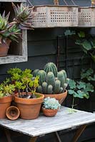 A collection of potted cactus and succulents in terracotta pots on a small timber table