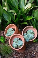 A group of three repurposed terracotta sewer pipes planted with Echeveria in front of a clump of Aspidistra elatior, cast iron plant.