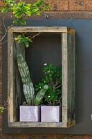Recycled timber display box mounted onto a black painted timber board attached to a brick wall, with two Euphorbias in square mauve glazed pots.