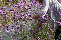 Sheree King picking Verbena bonariensis for floral arrangements