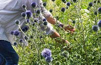 Sheree King picking Echinops for floral arrangements