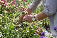 Sheree King picking Scabiosa seedhead for floral arrangements