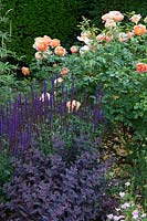Salvia nemorosa 'Caradonna', Sedum 'Purple Emperor' and Rosa 'Lady of Shalott'