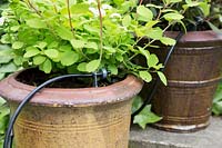 Irrigation drip system installed into garden containers