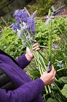 Woman picking Camassia in Spring