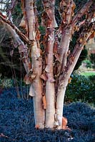 Acer griseum underplanted with Ophiopogon planiscapus 'Nigrescens' in Winter border
