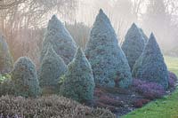 Picea 'Alberta Blue' and Picea 'Arneson's Blue Variegated' 