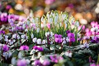 Galanthus nivalis and Cyclamen coum