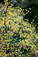 Cornus mas 'Spring Glow' - Cornelian cherry