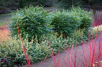 Evergreen Winter border with Mahonia x media 'Charity' and Euonymus fortunei 'Sunspot' 