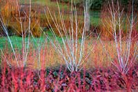Colourful Winter combination with Snake-Bark Maples - Acer tegmentosum 'Valley Phantom', Dogwoods - Cornus sanguinea 'Midwinter Fire' and Bergenia 'Overture' at The Savill Garden, Surrey.