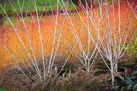 Colourful Winter combination with Snake-Bark Maples - Acer tegmentosum 'Valley Phantom', Dogwoods - Cornus sanguinea 'Midwinter Fire'  and Microbiota decussata at The Savill Garden, Surrey.