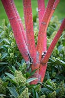 Acer conspicuum 'Phoenix' and Skimmia x confusa 'Kew Green'
