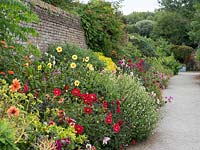 Herbaceous border in the world garden with Cosmos and Dahlia. Lullingstone Castle, Eynsford, Kent