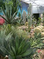 Cactus and Succulent collection with Echinocactus, Agave, Yucca, Opuntia and Pachycereus pringlei. Lullingstone Castle, Eynsford, Kent, World garden