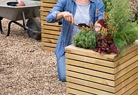 Woman adding additional compost to wooden planter with Stipa tenuissima 'Ponytails', Hebe, Heuchera Little Cutie 'Blondie' and Prostanthera ovalifolia 'Variegata'