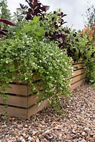 Wooden planter with black and white planting including Bacopa, Iresine, Helichrysum, Calibrachoa and Weigela 'Wine and Roses'