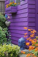 Purple painted shed with marigolds in windowbox and shrubs in front - August