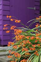 Crocosmia crocosmiflora in front of purple painted shed - Montbretia - August