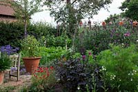 Kitchen garden with Dahlia 'Magenta Star', Cosmos mixed, Ladybird Poppies, Agapanthus and Salvia 'Armistad' in pots, Sweet peas on hazel supports include Matucana and Painted Lady 