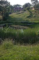 View to the house over the natural pond with Leucanthemum vulgare - Ox-eye Daisy and Typha angustifolia - Lesser Bullrush